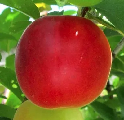 Плумкот БИРИКОККОЛО БОЛОГНЕС  Плумкот БИРИКОККОЛО БОЛОГНЕС в Молодечно