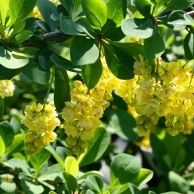 Барбарис ИНДИАН САММЕР   Барбарис ИНДИАН САММЕР  в Молодечно