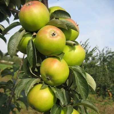 Яблоня ЛУКОМОР колонновидная  Яблоня ЛУКОМОР колонновидная в Молодечно