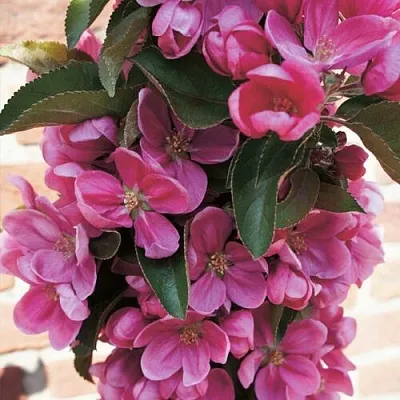 Яблоня ЗЕЛЁНЫЙ БУКЕТ декоративная  Яблоня ЗЕЛЁНЫЙ БУКЕТ декоративная в Молодечно