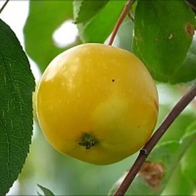Яблоня КИТАЙКА ЖЁЛТАЯ колонновидная  Яблоня КИТАЙКА ЖЁЛТАЯ колонновидная в Молодечно