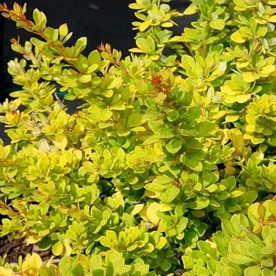 Барбарис СЕНСЕЙШЕН тунберга  Барбарис СЕНСЕЙШЕН тунберга в Молодечно