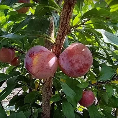 Плуот ГЕО ПРАЙД  Плуот ГЕО ПРАЙД в Молодечно