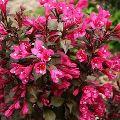 Вейгела БЛЭК РУБИ  Вейгела БЛЭК РУБИ в Молодечно