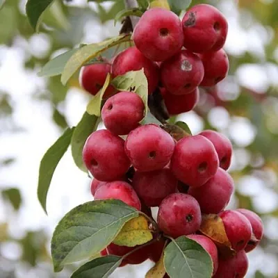 Яблоня РЕД ОБЕЛИСК колонновидная  Яблоня РЕД ОБЕЛИСК колонновидная в Молодечно