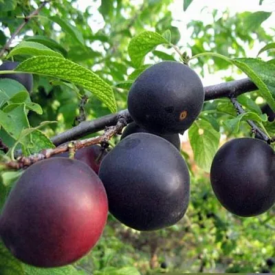 ЧЕРРИКОС  ЧЕРРИКОС в Молодечно