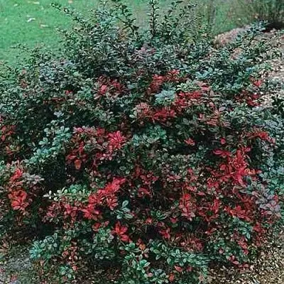 Барбарис РЕД ДЖЕВЕЛ средний   Барбарис РЕД ДЖЕВЕЛ средний  в Молодечно