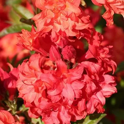 Азалия ФОЙЕРКОПФЕН крупноцветковая  Азалия ФОЙЕРКОПФЕН крупноцветковая в Молодечно