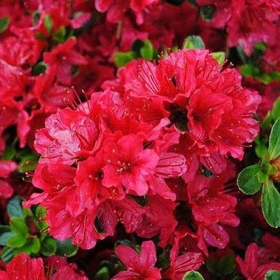 Азалия ХИНО КРИМСОН японская  Азалия ХИНО КРИМСОН японская в Молодечно