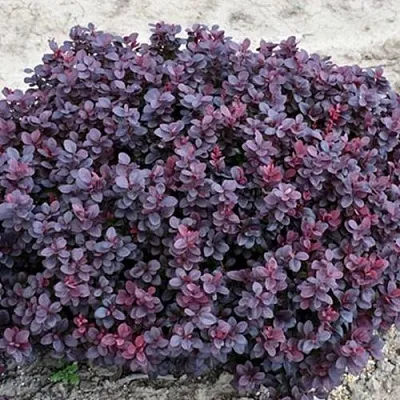 Барбарис КОНКОРД тунберга  Барбарис КОНКОРД тунберга в Молодечно