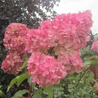 Гортензия АМАРИН метельчатая  Гортензия АМАРИН метельчатая в Молодечно