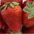Клубника ФЛАМИНИЯ в Молодечно