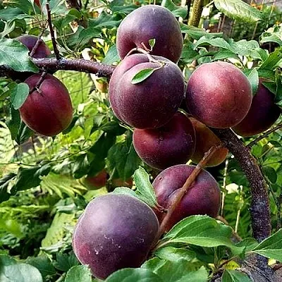 Шарафуга БЕЛЛА РОЯЛЬ  Шарафуга БЕЛЛА РОЯЛЬ в Молодечно