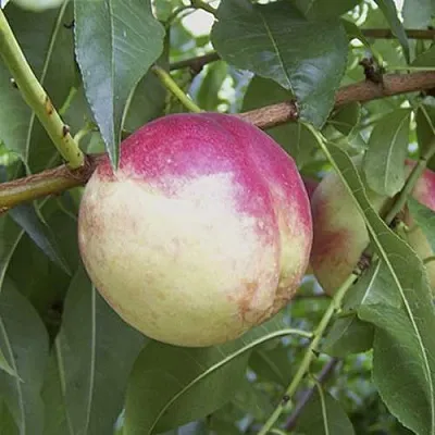 ПИЧЕРИН  ПИЧЕРИН в Молодечно