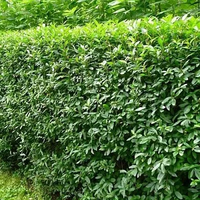 Бирючина обыкновенная  Бирючина обыкновенная в Молодечно