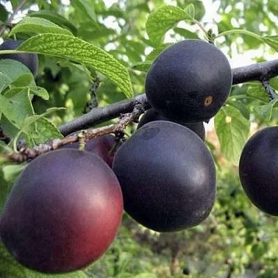 Абрикос МОНАРЕЗИ  Абрикос МОНАРЕЗИ в Молодечно