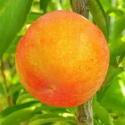 Шарафуга БЕЛЛА ГОЛД  Шарафуга БЕЛЛА ГОЛД в Молодечно