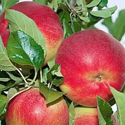 Яблоня СЕНАТОР колонновидная  Яблоня СЕНАТОР колонновидная в Молодечно