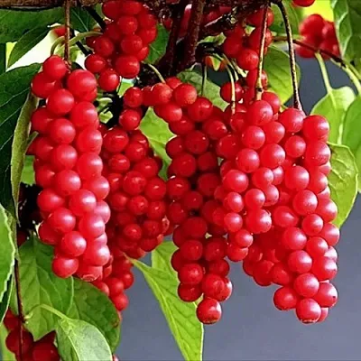 Лимонник САДОВЫЙ 1 китайский   Лимонник САДОВЫЙ 1 китайский  в Молодечно