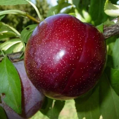 Абрикос ШАРАФУГА Абрикос ШАРАФУГА