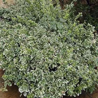 Бересклет ЭМЕРАЛЬД ГАИТИ форчуна   Бересклет ЭМЕРАЛЬД ГАИТИ форчуна  в Молодечно