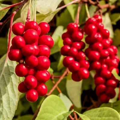 Лимонник КОСТИК китайский  Лимонник КОСТИК китайский в Молодечно