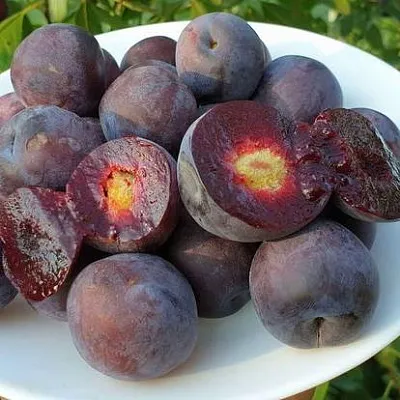 Сливово-вишневый гибрид МЕЙНОР  Сливово-вишневый гибрид МЕЙНОР в Молодечно