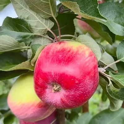 Яблоня АРБАТ колонновидная  Яблоня АРБАТ колонновидная в Молодечно