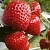 Клубника АРГЕНТЕРА в Молодечно