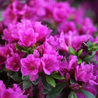 Азалия ХИРОКА японская  Азалия ХИРОКА японская в Молодечно