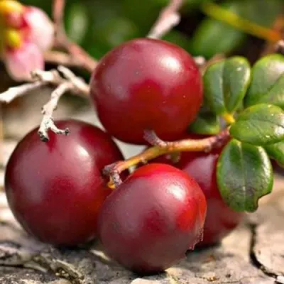 Клюква ЭРЛИ БЛЭК — описание сорта Клюква ЭРЛИ БЛЭК в Молодечно