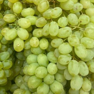 Зеленый в Молодечно