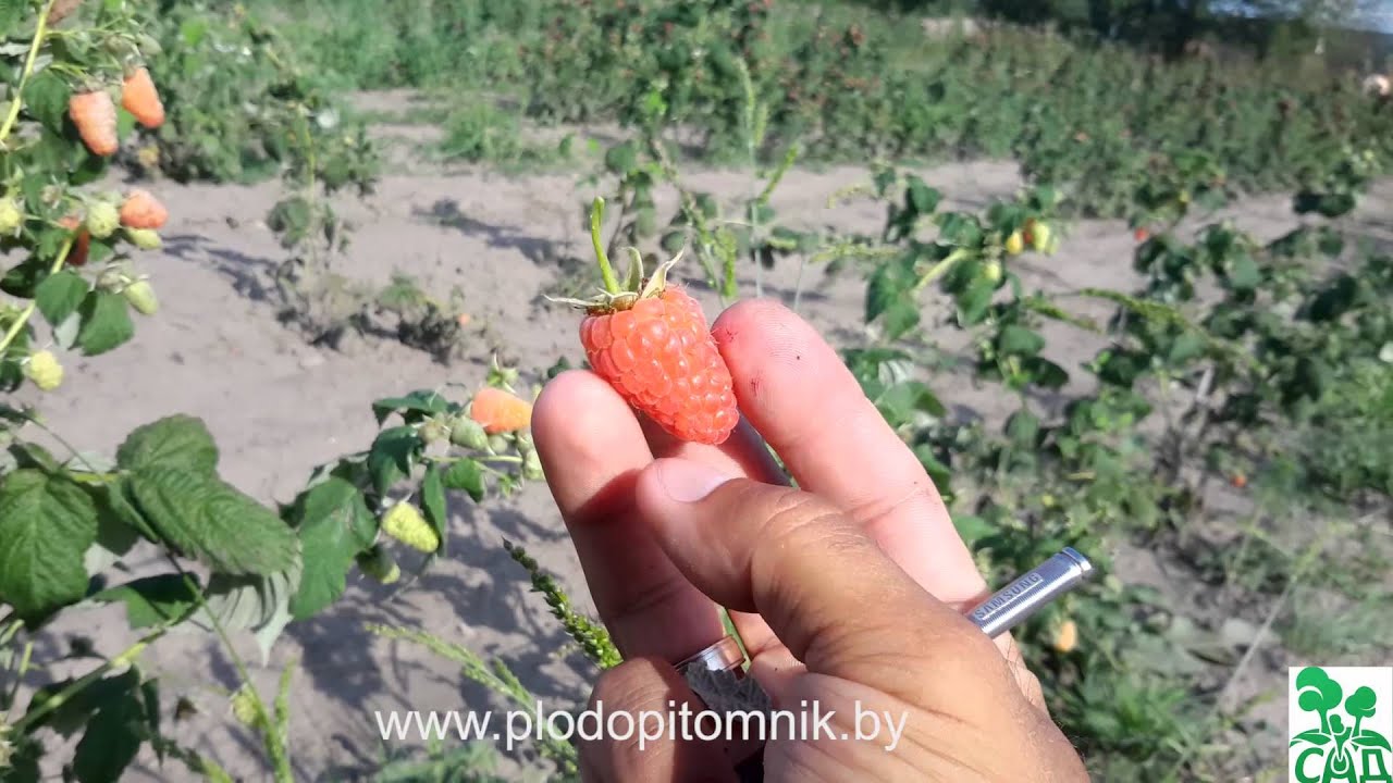 Превью видео