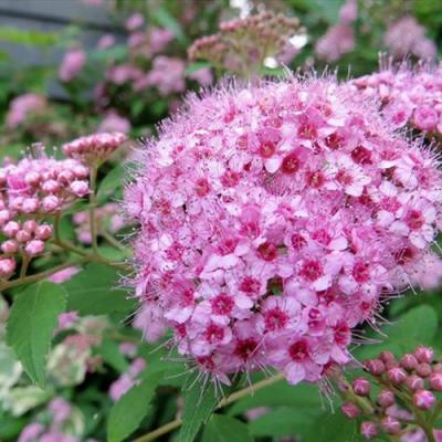 Розовая в Молодечно