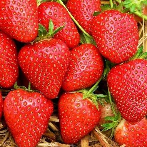 Клубника КВИКИ в Молодечно