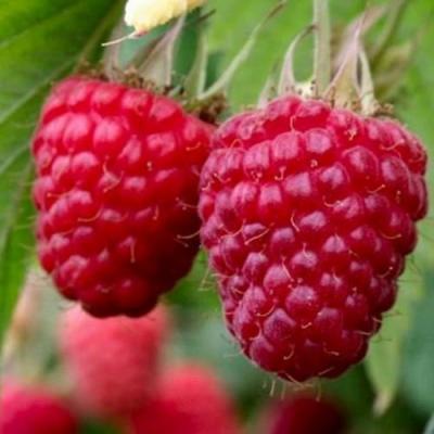 Средняя в Молодечно