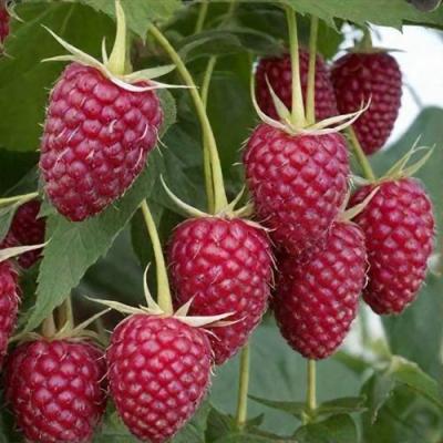 Высокая в Молодечно