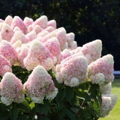 Бело-розовая в Молодечно