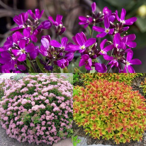 Комплект ЯПОНСКИЙ САД в Молодечно