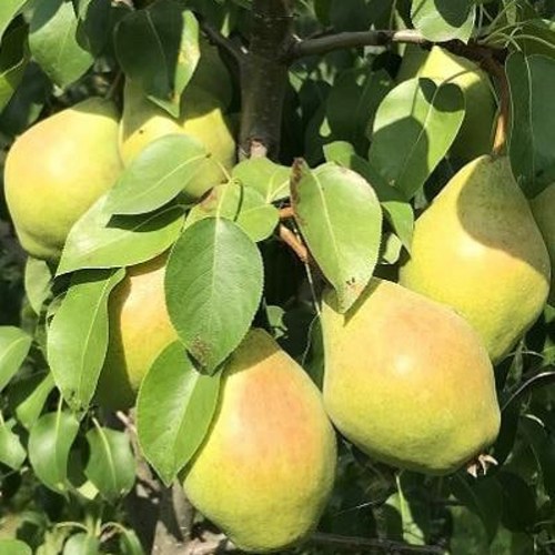 Груша СЕНТЯБРИНА (ДОБРЯНКА) в Молодечно