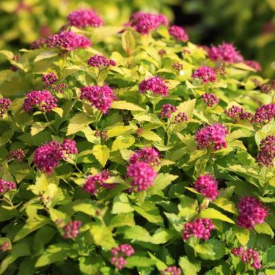 Японская в Молодечно