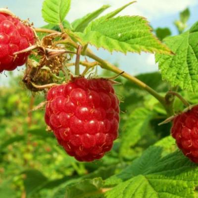 Бесшипная в Молодечно