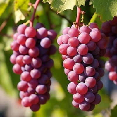 Фиолетовый в Молодечно