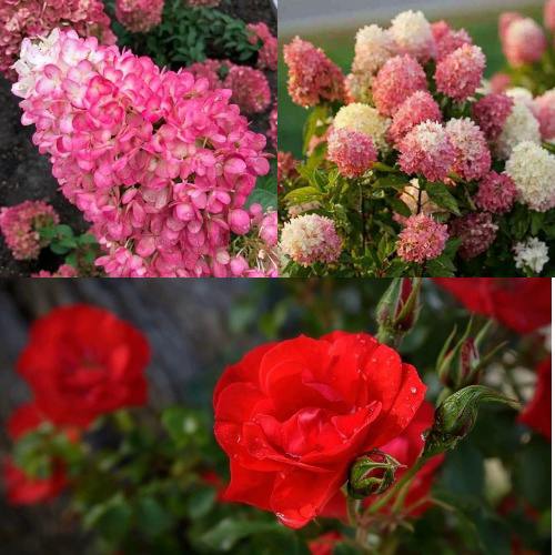 Комплект РОЗОВЫЙ ЗАКАТ в Молодечно