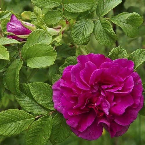 Шиповник ХАНСА в Молодечно