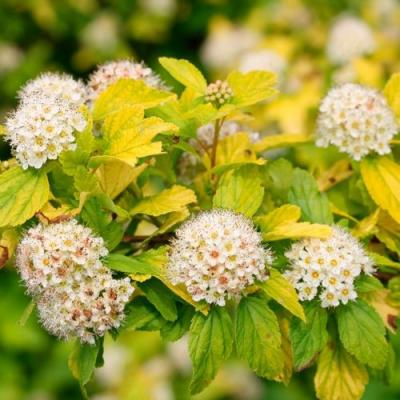 Желтый в Молодечно