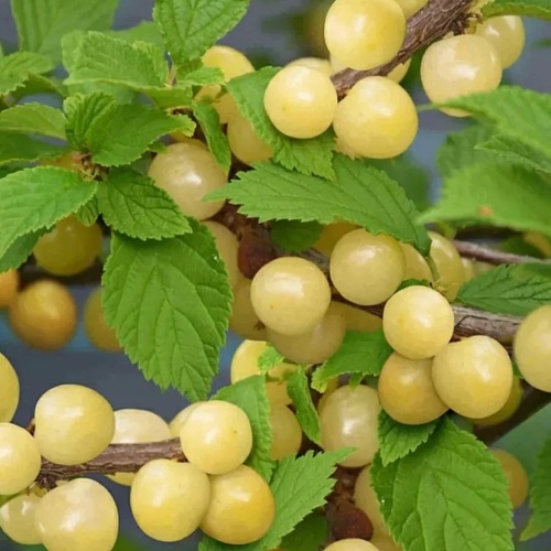 Вишня СНЕВИТ войлочная в Молодечно