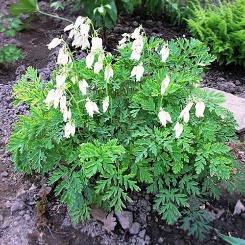 Дицентра красивая АВРОРА в Молодечно