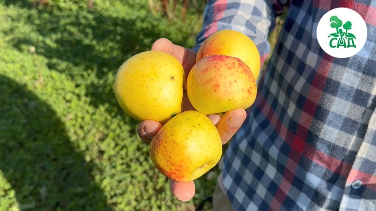 Превью видео