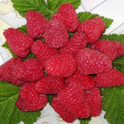 Сладкая в Молодечно